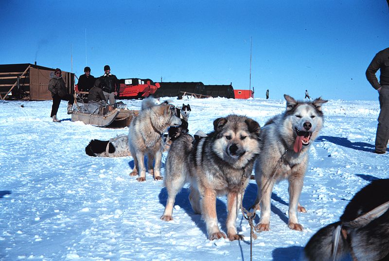 Fil:Sled dogs.jpg