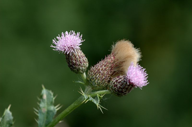 Fil:20050716-004-thistle.jpg