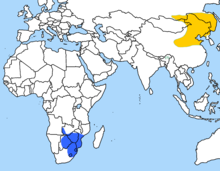 utbredning (gul - häckningsområde, blå - övervintring)