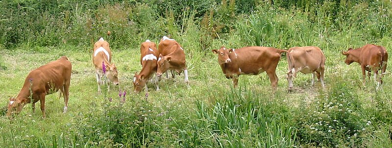 Fil:Guernsey cattle.jpg