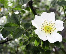 Rosa arvensis.jpg