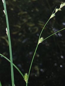 Carex remota.jpeg