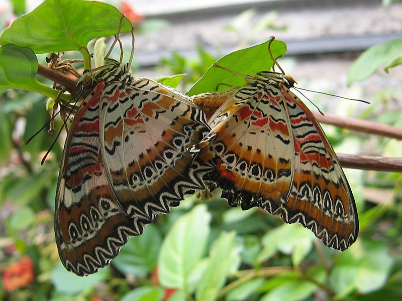 Fil:Cethosia Hypsea mating.jpg