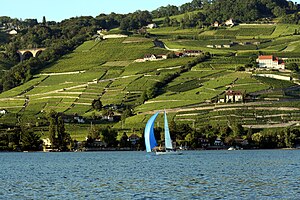 Vineyards near Lausanne