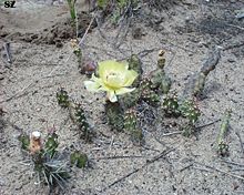 Opuntia fragilis.jpg