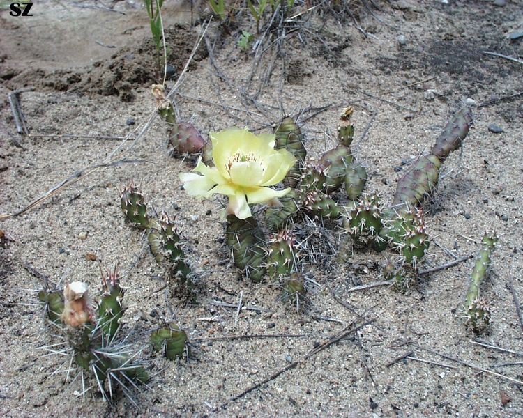 Fil:Opuntia fragilis.jpg