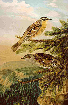 Illustration av Naumann 1905 där den övre fågeln är en sibirisk järnsparv och den nedre företäller en Järnsparv (P. modularis)