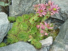 Sempervivum montanum.JPG