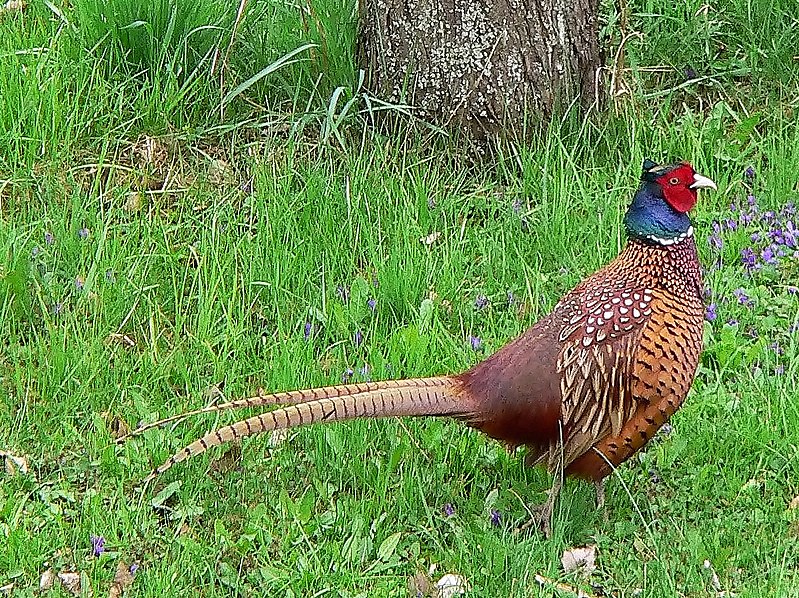 Fil:Common Pheasant (Hybride).jpg