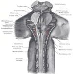Baksidan av ryggmärgens övre del