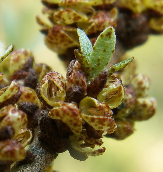 Fil:Hippophae flower ziarnek.jpg