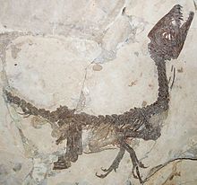Foto av Scipionyxfossilet "Skippy" på Museo civico di storia naturale i Milan, Italien.
