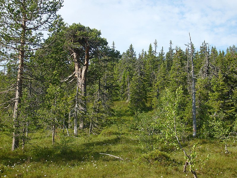 Fil:Urskogsrest Tandövala.JPG