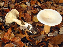 Clitocybe geotropa JPG1.jpg