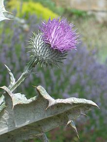 Ulltistel (O. acanthium)