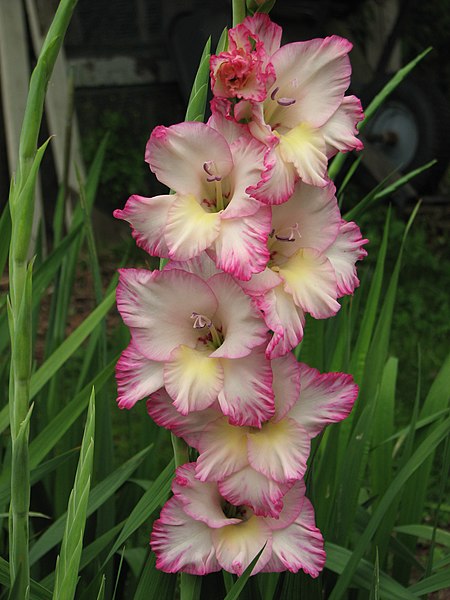 Fil:Gladiolus cultivar Priscilla.jpg