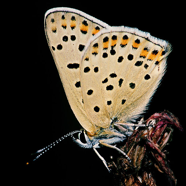 Fil:Lycaena.tityrus.3472.jpg