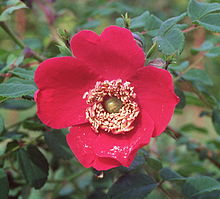 Rosa moyesii 2.jpg