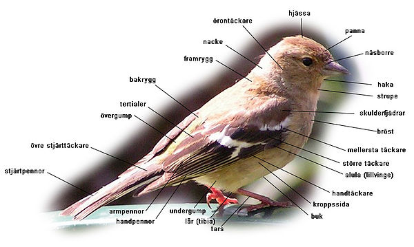 fågeltopografi