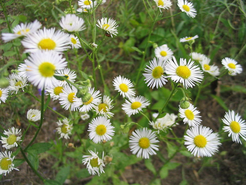 Fil:Erigeron annus4.jpg