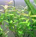 Hygrophila polysperma