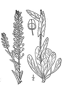 Lepidium campestre.jpg