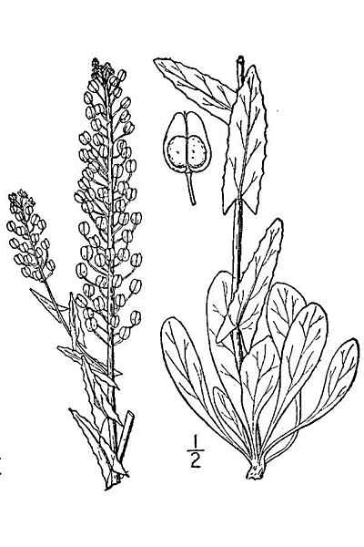 Fil:Lepidium campestre.jpg