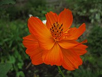 Orange Cosmos sulphureus.jpg