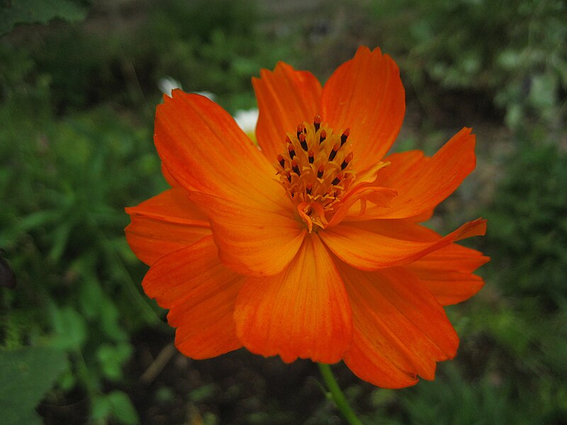 Fil:Orange Cosmos sulphureus.jpg