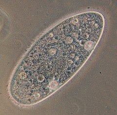 Ett hödjur av arten Paramecium aurelia