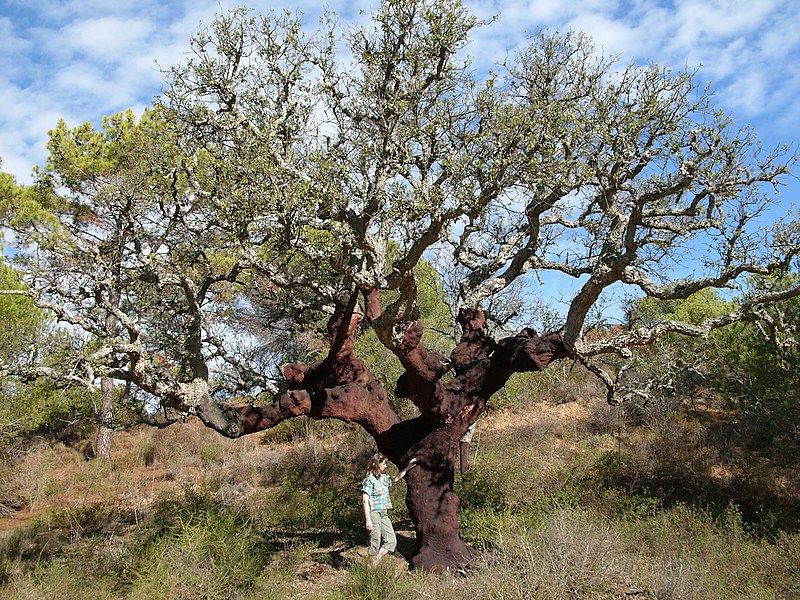 Fil:Quercus suber algarve.jpg