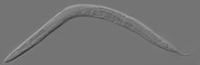 Adult Caenorhabditis elegans.jpg