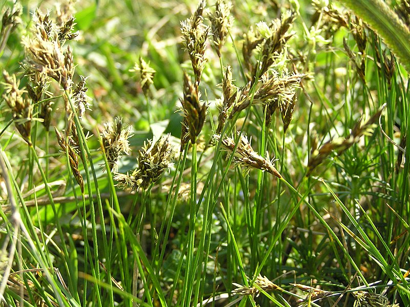 Fil:Carex praecox1.JPG