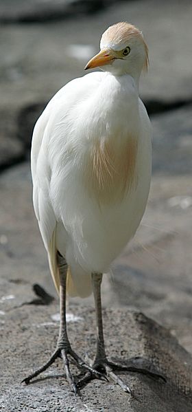 Fil:Cattle Egret.jpg