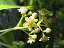 Kamferträd (C. camphora)