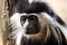 Colubus Monkey 003.jpg