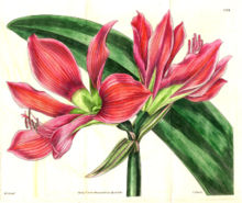 Från Curtis’s botanical magazine 1834