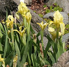 Iris reichenbachii 02.jpg