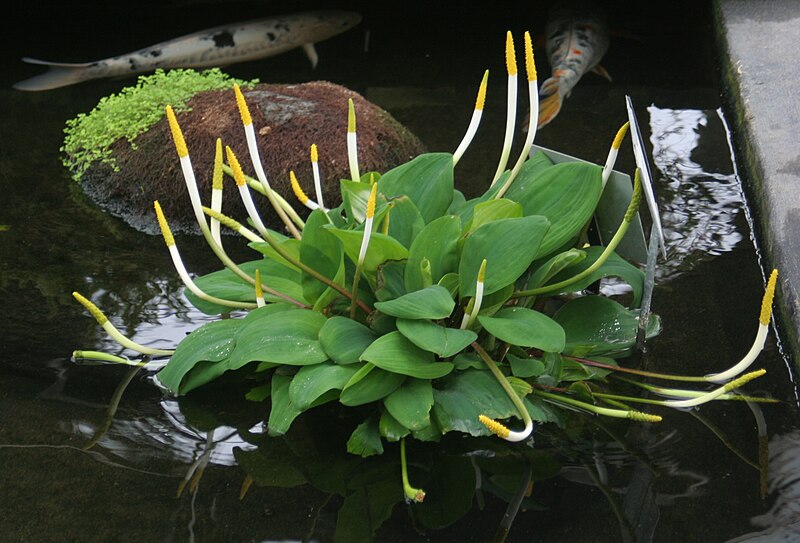 Fil:Orontium aquaticum 1 - Buffalo Botanical Gardens.jpg