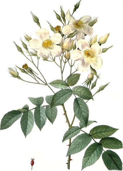 Fil:Rosa moschata.jpg