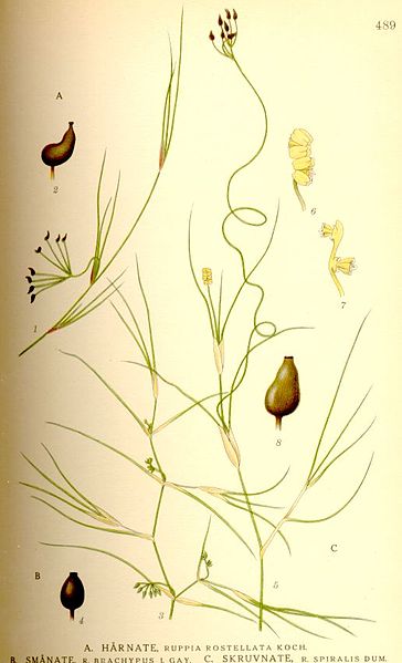 Fil:Ruppia rostellata-brachypus-spiralis nf.jpg