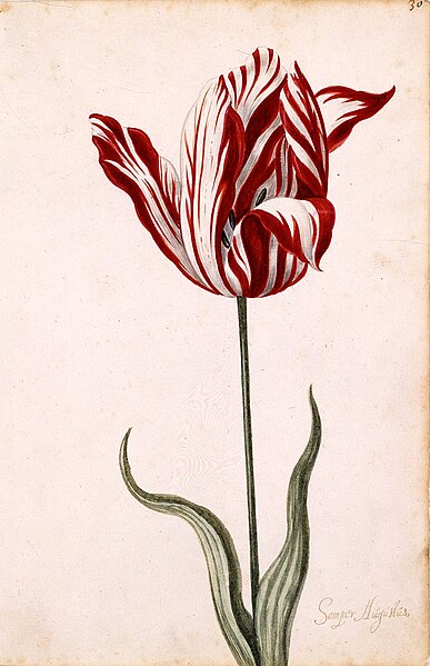 Fil:Semper Augustus Tulip 17th century.jpg