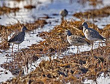 Tringa melanoleuca-USFWS.jpg