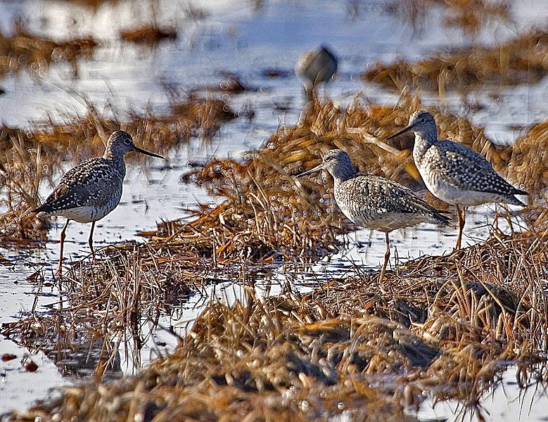 Fil:Tringa melanoleuca-USFWS.jpg