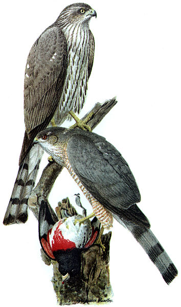 Fil:Accipiter striatusDO1908P02CA.JPG