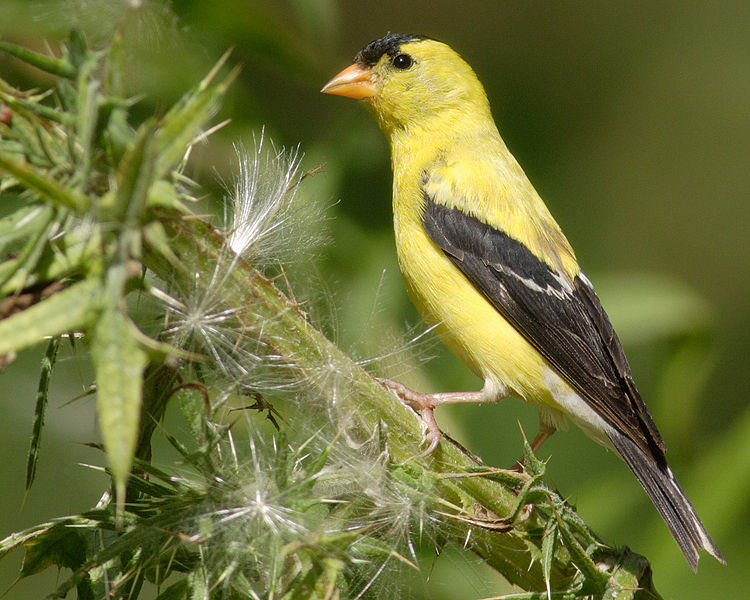 Fil:Carduelis-tristis-001.jpg