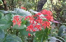 (Clerodendrum kaempferi)