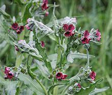 Hundtunga (C. officinale)