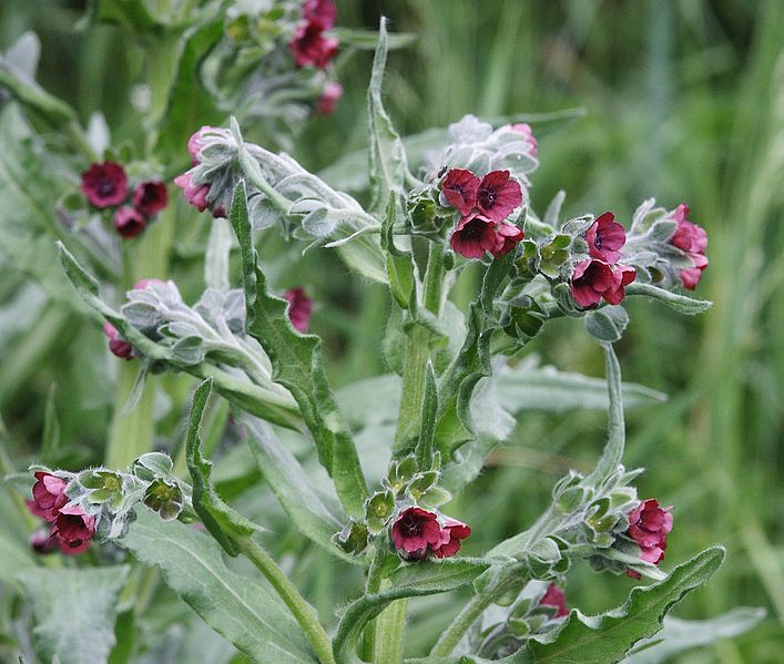 Fil:Cynoglossum officinale 190506a.jpg