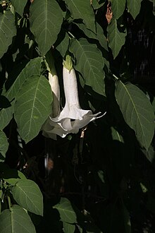 Datura.jpg